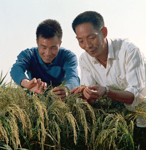 袁隆平的这些老照片,看着看着就哭了